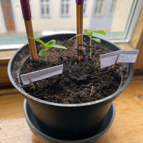 Royal Critical Automatic growlog timeline photo