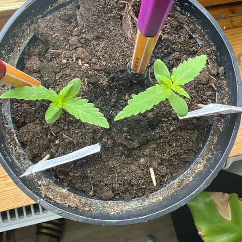 Royal Critical Automatic growlog timeline photo
