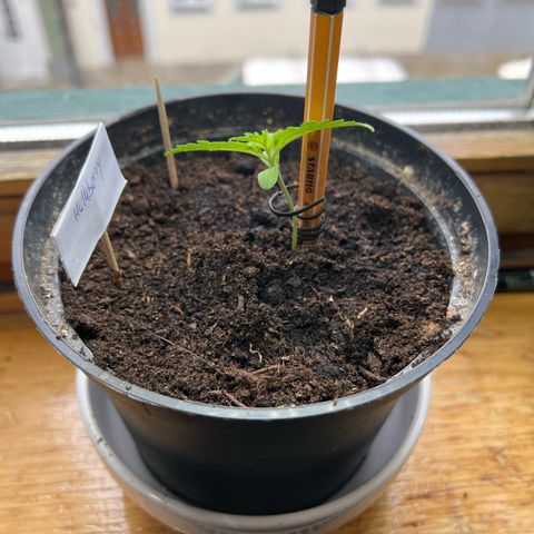 HulkBerry Automatic growlog timeline photo