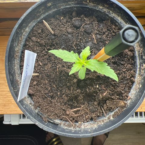 HulkBerry Automatic growlog timeline photo