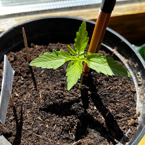 HulkBerry Automatic growlog timeline photo