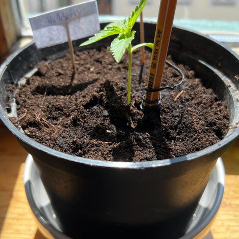 HulkBerry Automatic growlog timeline photo