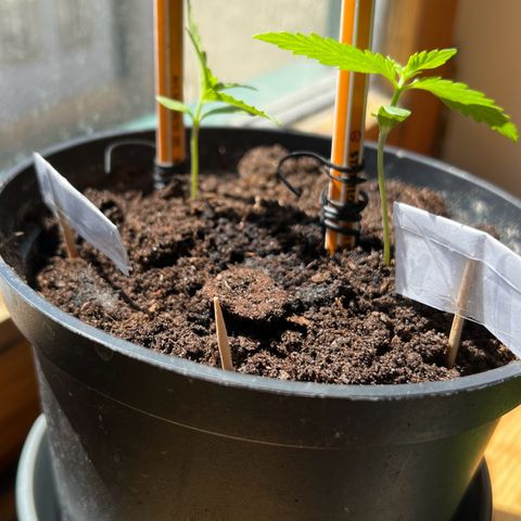 Royal Critical Automatic growlog timeline photo