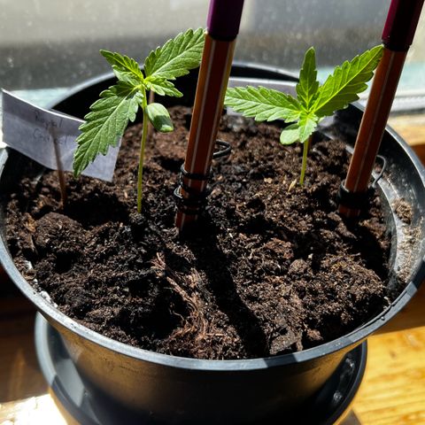 Royal Critical Automatic growlog timeline photo