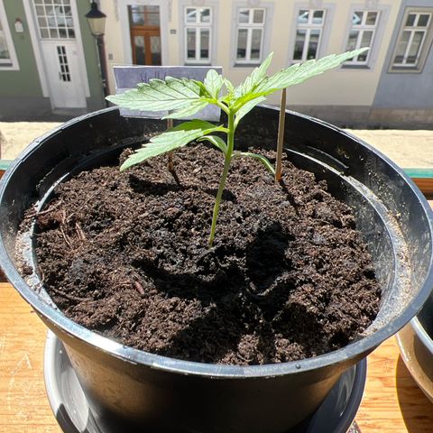HulkBerry Automatic growlog timeline photo