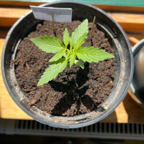 HulkBerry Automatic growlog timeline photo
