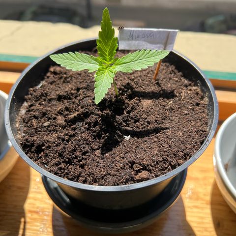 Mimosa Automatic growlog timeline photo