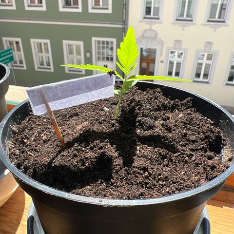 Mimosa Automatic growlog timeline photo