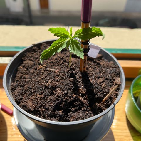 Royal Critical Automatic growlog timeline photo