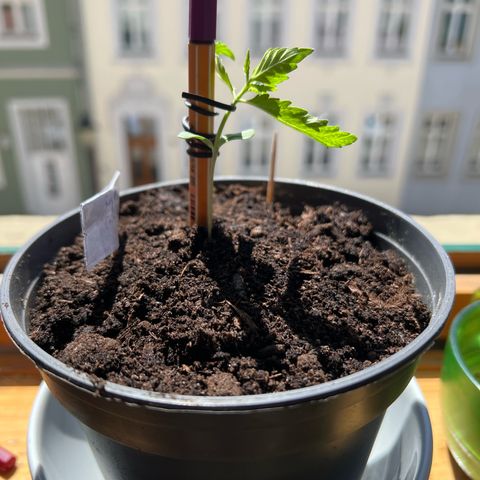 Royal Critical Automatic growlog timeline photo