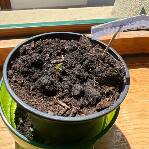 Green Gelato Automatic growlog timeline photo