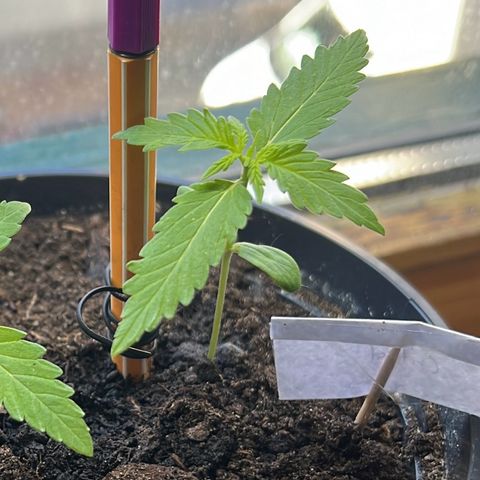 Royal Critical Automatic growlog timeline photo