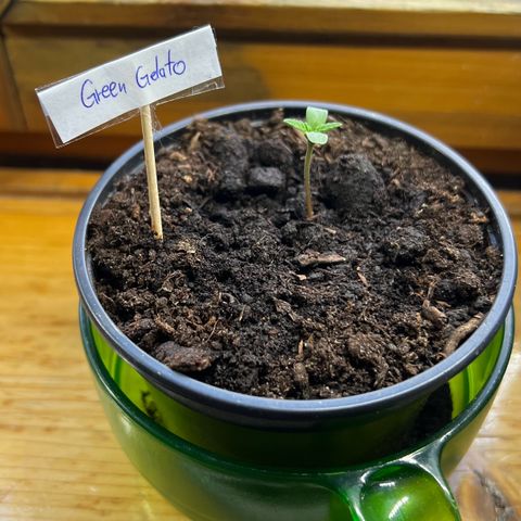 Green Gelato Automatic growlog timeline photo