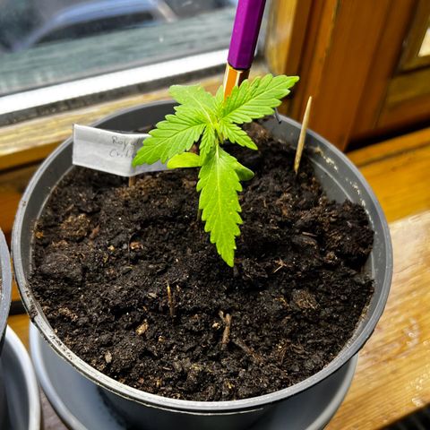 Royal Critical Automatic growlog timeline photo