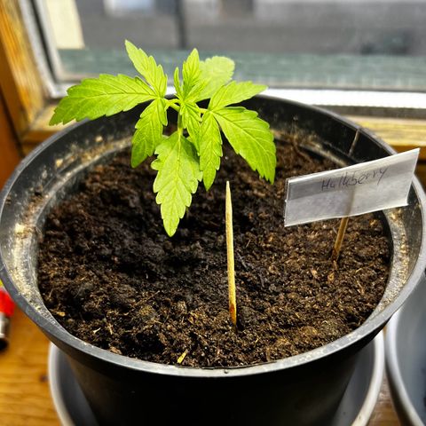 HulkBerry Automatic growlog timeline photo