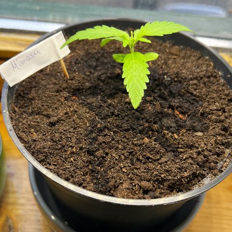 Mimosa Automatic growlog timeline photo
