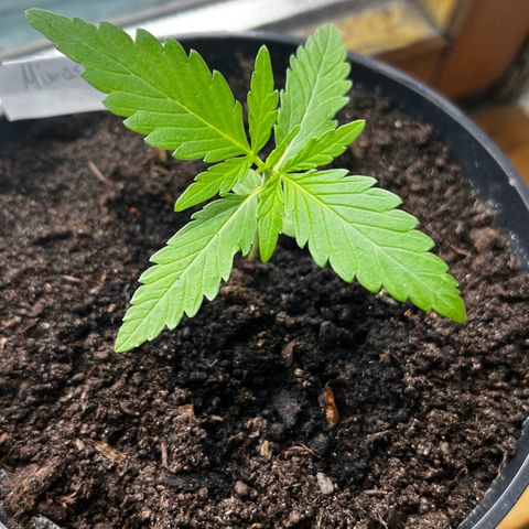 Mimosa Automatic growlog timeline photo