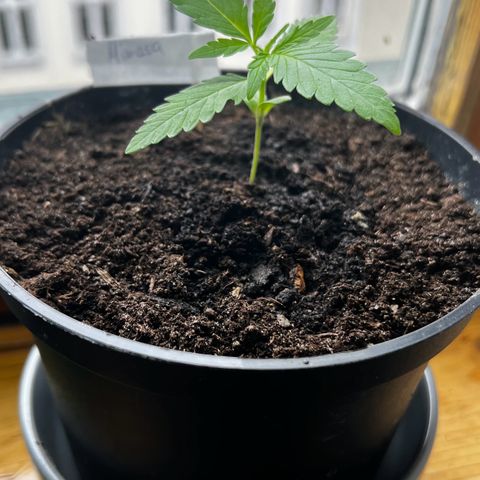 Mimosa Automatic growlog timeline photo
