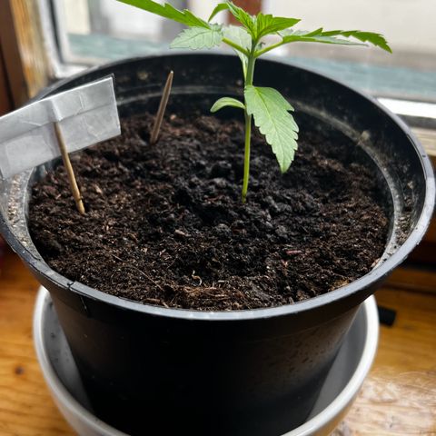 HulkBerry Automatic growlog timeline photo