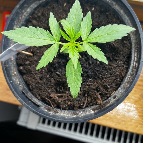 HulkBerry Automatic growlog timeline photo