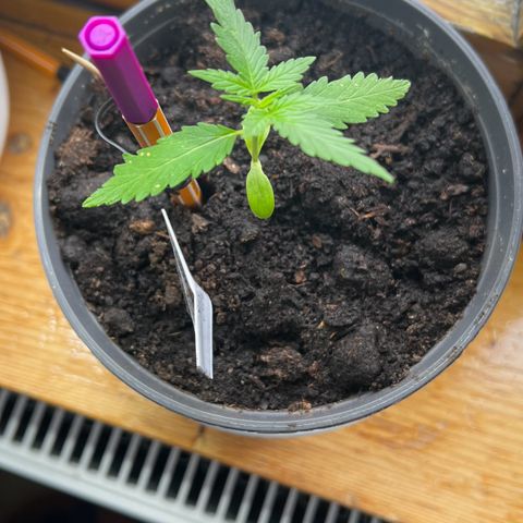 Royal Critical Automatic growlog timeline photo