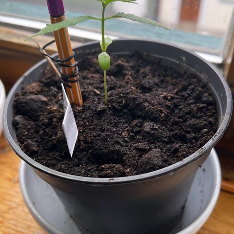 Royal Critical Automatic growlog timeline photo