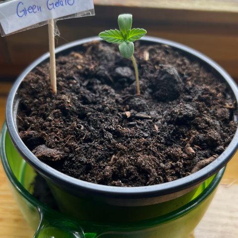 Green Gelato Automatic growlog timeline photo