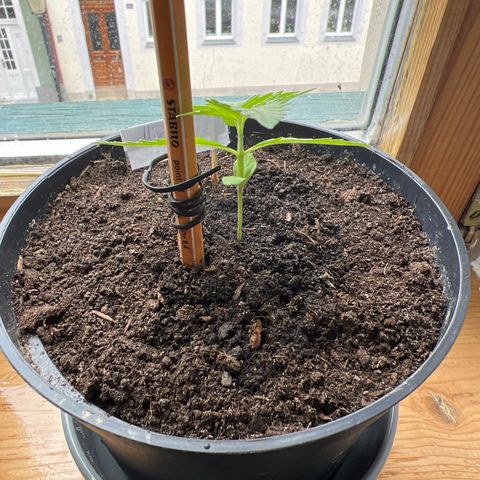 Mimosa Automatic growlog timeline photo