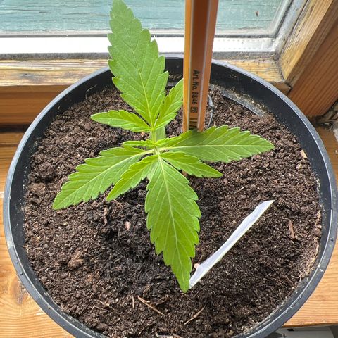 Mimosa Automatic growlog timeline photo