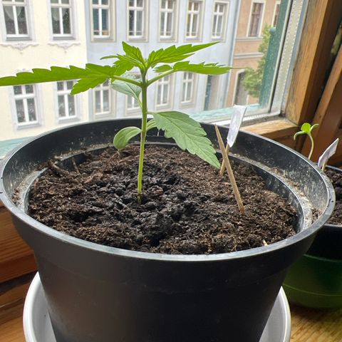 HulkBerry Automatic growlog timeline photo