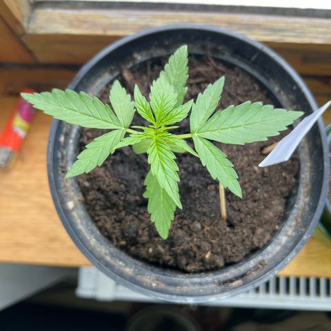 HulkBerry Automatic growlog timeline photo