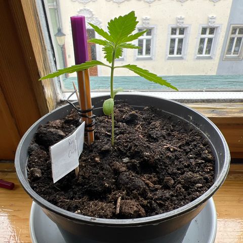 Royal Critical Automatic growlog timeline photo