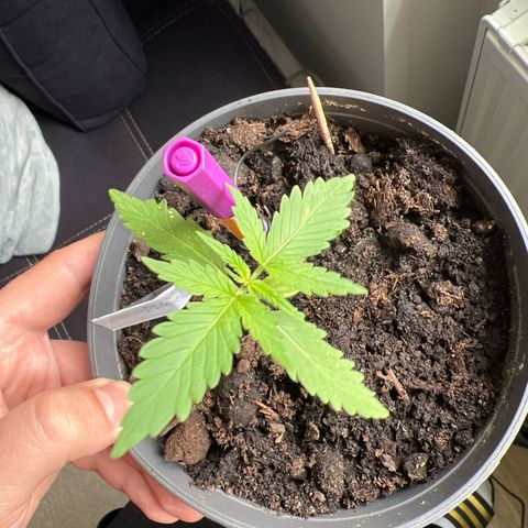 Royal Critical Automatic growlog timeline photo