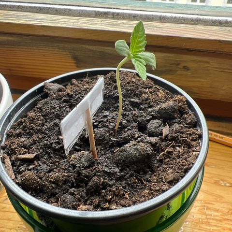 Green Gelato Automatic growlog timeline photo