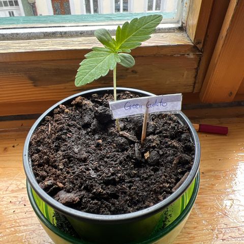 Green Gelato Automatic growlog timeline photo
