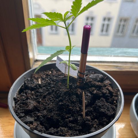Royal Critical Automatic growlog timeline photo