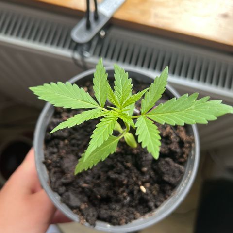 Royal Critical Automatic growlog timeline photo