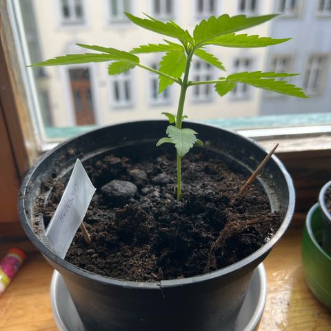 HulkBerry Automatic growlog timeline photo