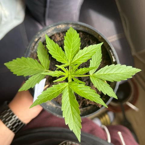 HulkBerry Automatic growlog timeline photo
