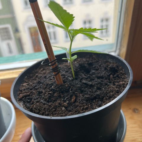 Mimosa Automatic growlog timeline photo