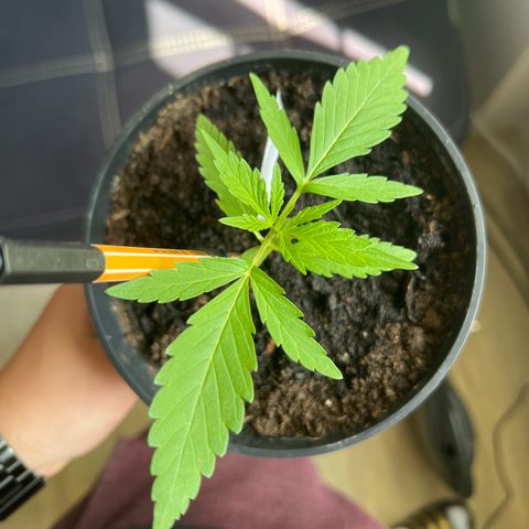 Mimosa Automatic growlog timeline photo