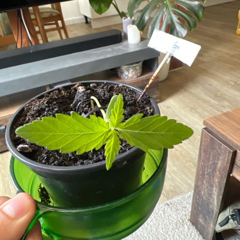 Green Gelato Automatic growlog timeline photo