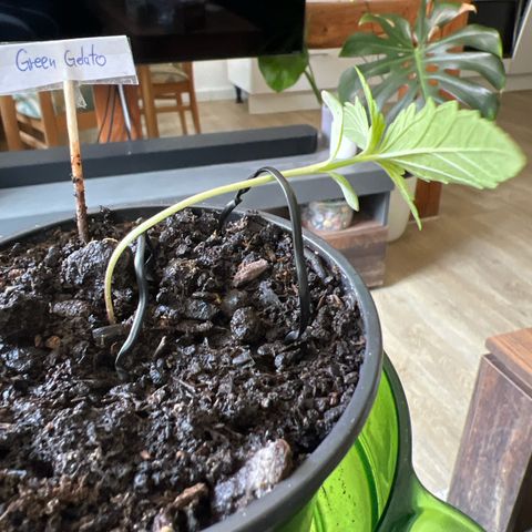 Green Gelato Automatic growlog timeline photo