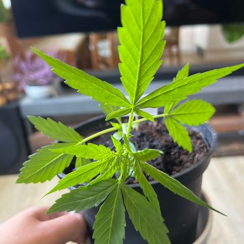HulkBerry Automatic growlog timeline photo