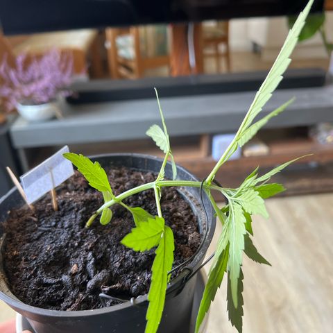 HulkBerry Automatic growlog timeline photo
