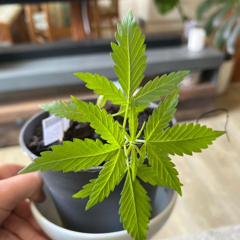 Royal Critical Automatic growlog timeline photo