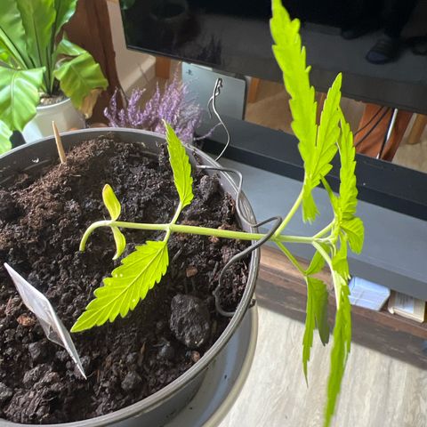 Royal Critical Automatic growlog timeline photo