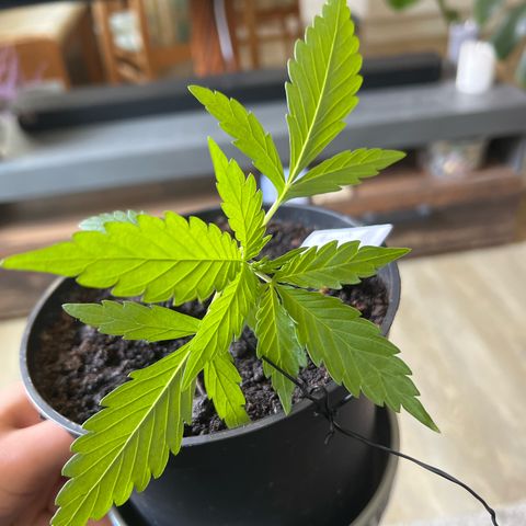 Mimosa Automatic growlog timeline photo