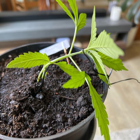 Mimosa Automatic growlog timeline photo
