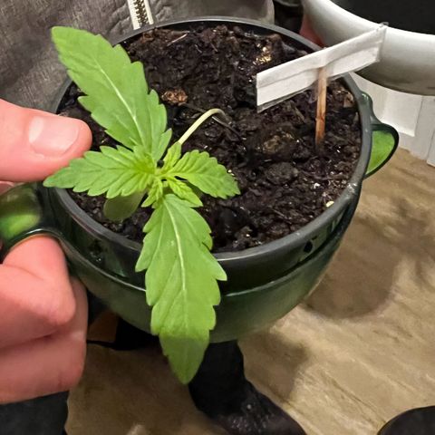 Green Gelato Automatic growlog timeline photo